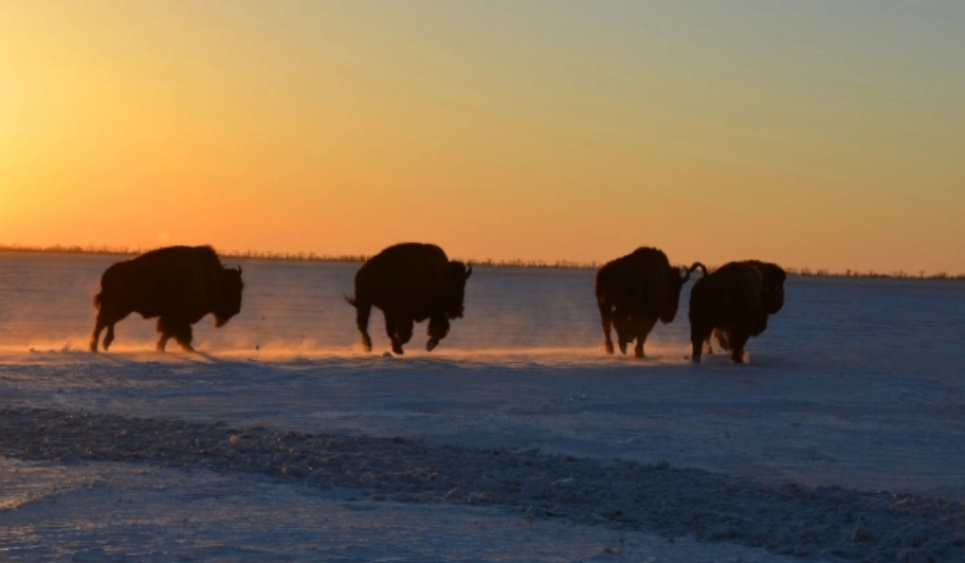 Критическая ситуация в Аскании-Нова: копытным грозит голодная смерть