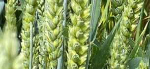 Украинские ученые создали устойчивую к ржавчине пшеницу: детали разработки