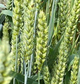 Українські вчені створили стійку до іржі пшеницю: деталі розробки