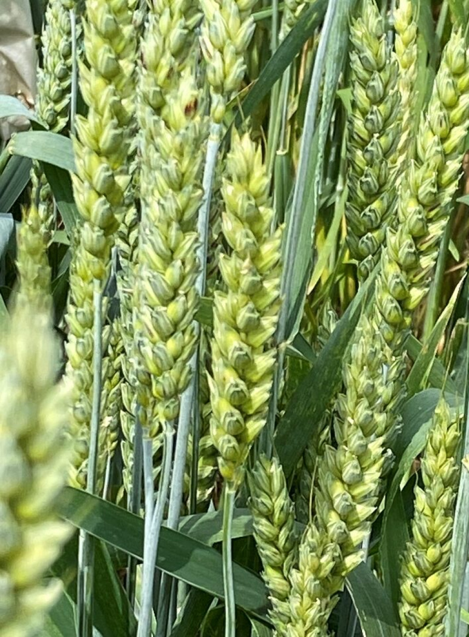 Украинские ученые создали устойчивую к ржавчине пшеницу: детали разработки