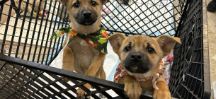 День Зміни життя домашнього улюбленця 24 січня – як допомогти тваринам