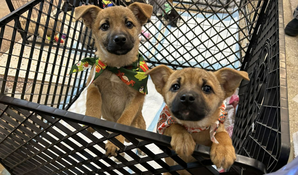 День Изменения жизни домашнего любимца 24 января – как помочь животным