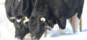 Здичавілі корови Чорнобиля: як стадо виживає серед вовків та снігів