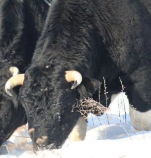 Здичавілі корови Чорнобиля: як стадо виживає серед вовків та снігів