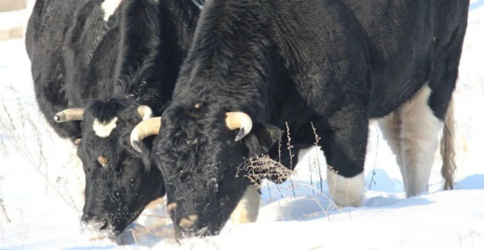 Здичавілі корови Чорнобиля: як стадо виживає серед вовків та снігів