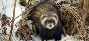 Степовий тхір повернувся до заказника «Осинівський»