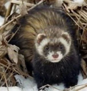 Степовий тхір повернувся до заказника «Осинівський»