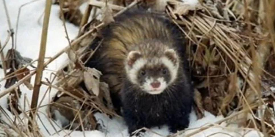 Степная хорь вернулась в заказник «Осиновский»