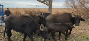 Фото: скріншот з відео Oleksandr Haidash