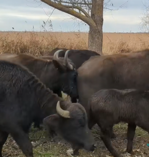 Фото: скріншот з відео Oleksandr Haidash