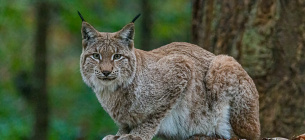 Фото ілюстративне: Kenny Goossen _ Unsplash