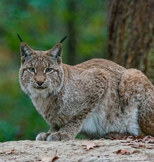 Рись. Фото ілюстративне: Kenny Goossen _ Unsplash