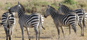 Міжнародний день зебри 31 січня: чому ці тварини під загрозою та цікаві факти | GreenPost