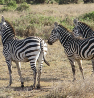 Міжнародний день зебри 31 січня: чому ці тварини під загрозою та цікаві факти | GreenPost