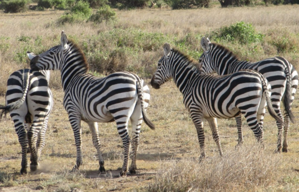 Міжнародний день зебри 31 січня: чому ці тварини під загрозою та цікаві факти | GreenPost