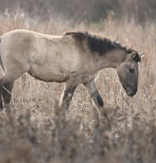 Коні Конік на острові Єрмаків