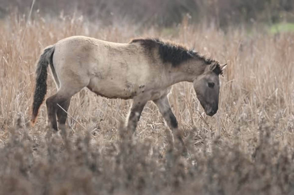 Коні Конік на острові Єрмаків