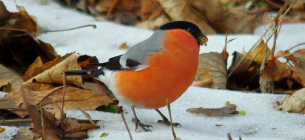 Почему в Украине исчезли снегири