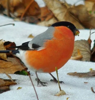 Чому в Україні зникли снігурі