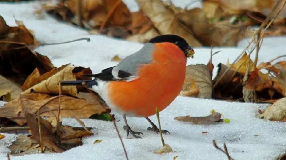 Чому в Україні зникли снігурі