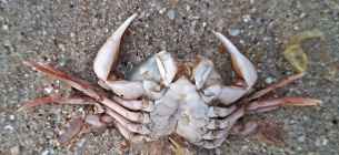 Фото: Ivan Rusev / Facebook