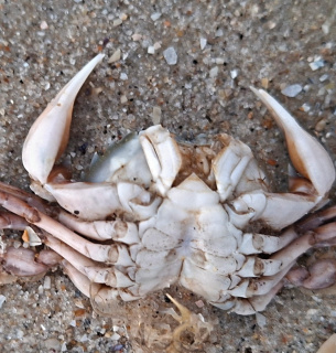 Фото: Ivan Rusev / Facebook