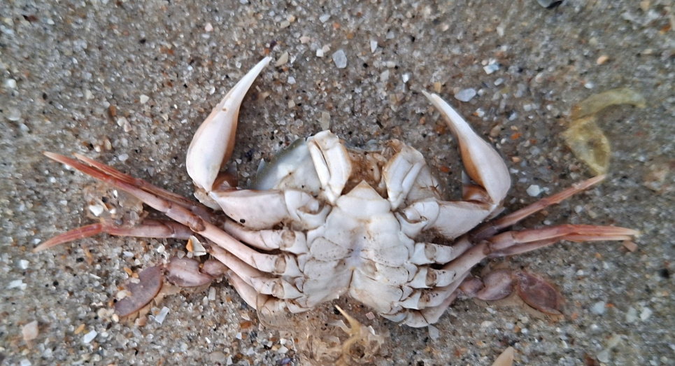 Фото: Ivan Rusev / Facebook