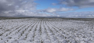 Агрометеорологічний звіт за січень 2026: стан озимих культур