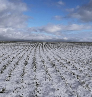Агрометеорологічний звіт за січень 2026: стан озимих культур