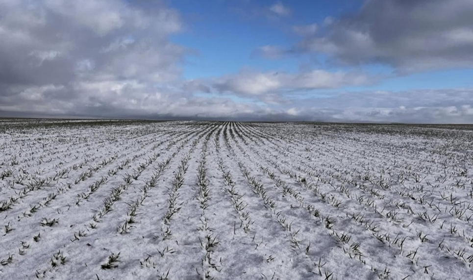 Агрометеорологічний звіт за січень 2026: стан озимих культур