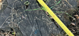 Суд над лісничим у Делятині