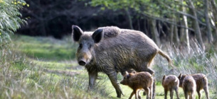 Восстановление популяции диких кабанов в «Тузловских лиманах»