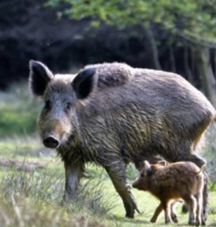 Відновлення популяції диких кабанів у «Тузлівських лиманах»
