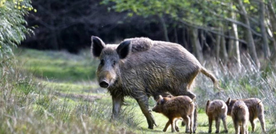 Відновлення популяції диких кабанів у «Тузлівських лиманах»