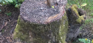 Разоблачение незаконных вырубок