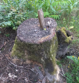 Разоблачение незаконных вырубок