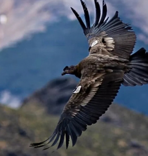 Повернення андських кондорів у небо Чилі