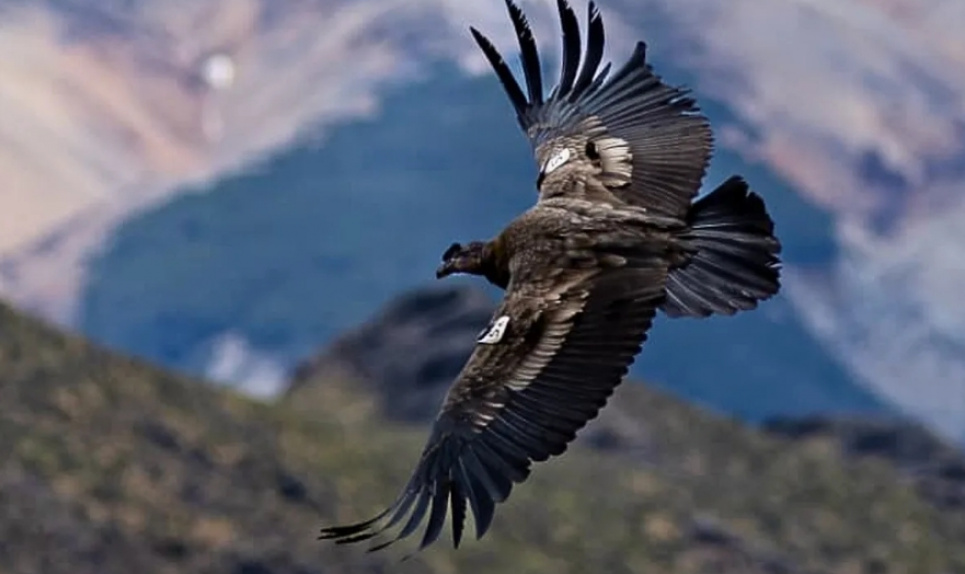 Повернення андських кондорів у небо Чилі
