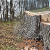 Стягнення 280 тис. грн за вирубку дубів на Калущині