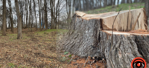 Стягнення 280 тис. грн за вирубку дубів на Калущині