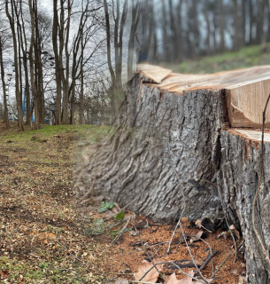 Стягнення 280 тис. грн за вирубку дубів на Калущині