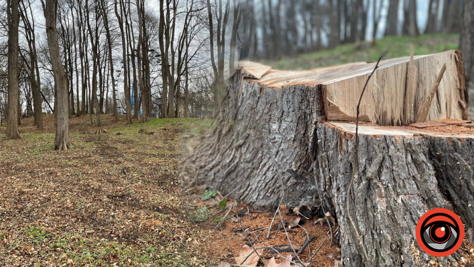 Стягнення 280 тис. грн за вирубку дубів на Калущині