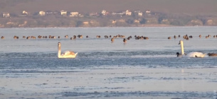 Жінка провалилася під лід на Одещині