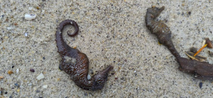 Фото: Українська служба інформації