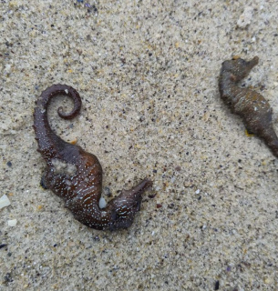 Фото: Українська служба інформації