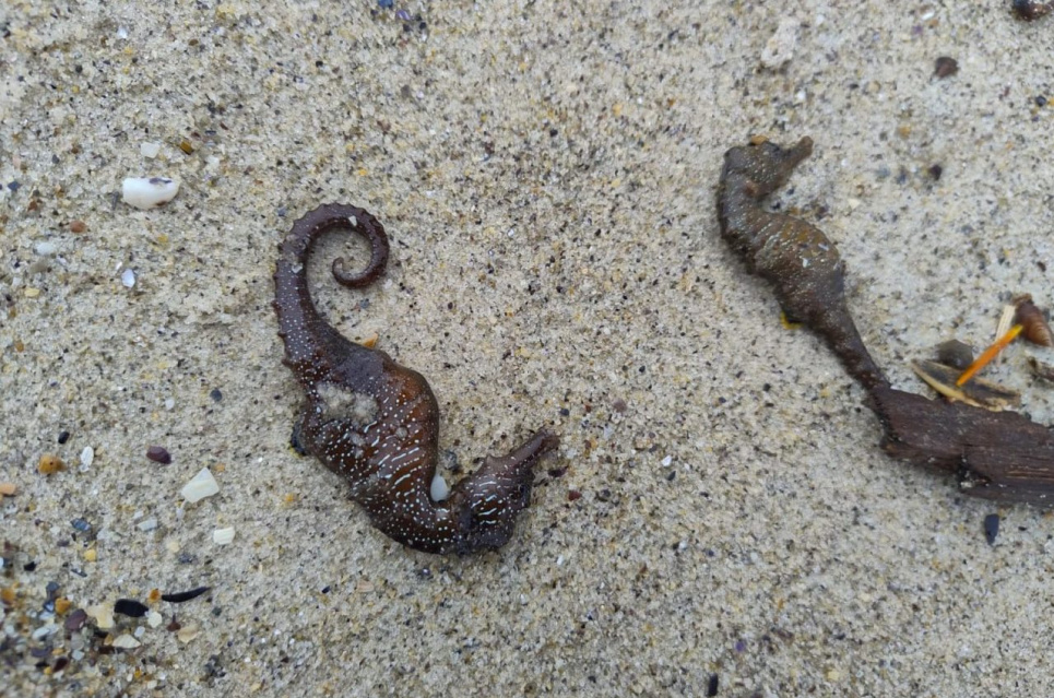 Фото: Українська служба інформації