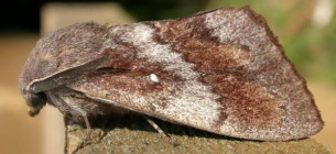 Борьба с сосновым шелкопрядом в Украине