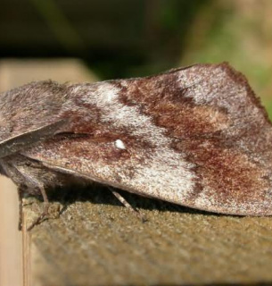 Боротьба із сосновим шовкопрядом в Україні