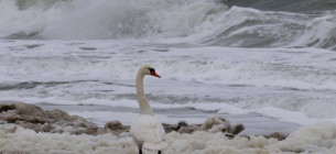 Зимові обліки птахів на лиманах Одещини: понад 20 тисяч особин попри морози