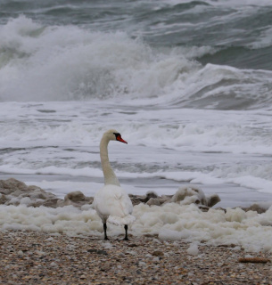 Зимові обліки птахів на лиманах Одещини: понад 20 тисяч особин попри морози